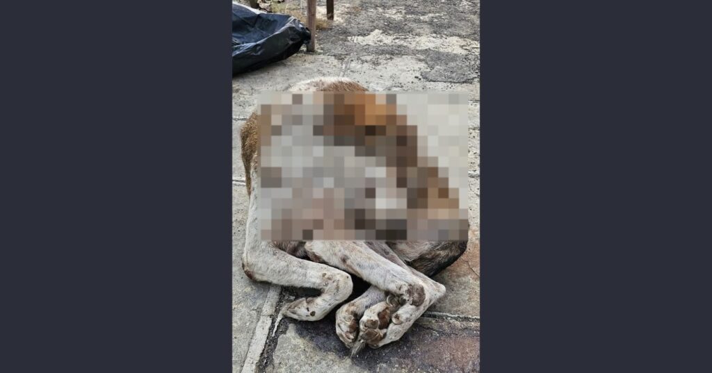 Pune: Speeding Car Kills Pet Dog In Swargate; Driver Booked