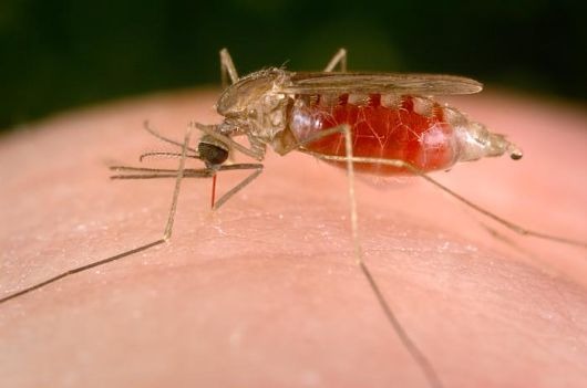 Maharashtra: Public Health Department Launches Probe Into Alleged Misuse Of Funds By District Malaria Officers