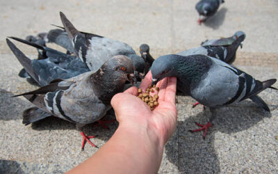 To Feed or Not to Feed: Urban India’s Growing Pigeon Dilemma and Its Impact on Health, Heritage, and Habits