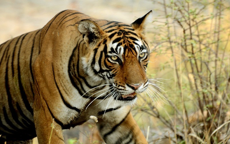 Tigers are disappearing: 25 out of 75 tigers are unaccounted for in Ranthambore Park