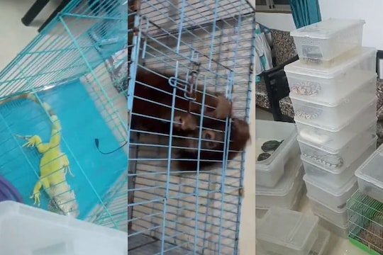 Rare Snakes, Turtles, and Endangered Orangutan Rescued in Dombivali Upscale Society Raid