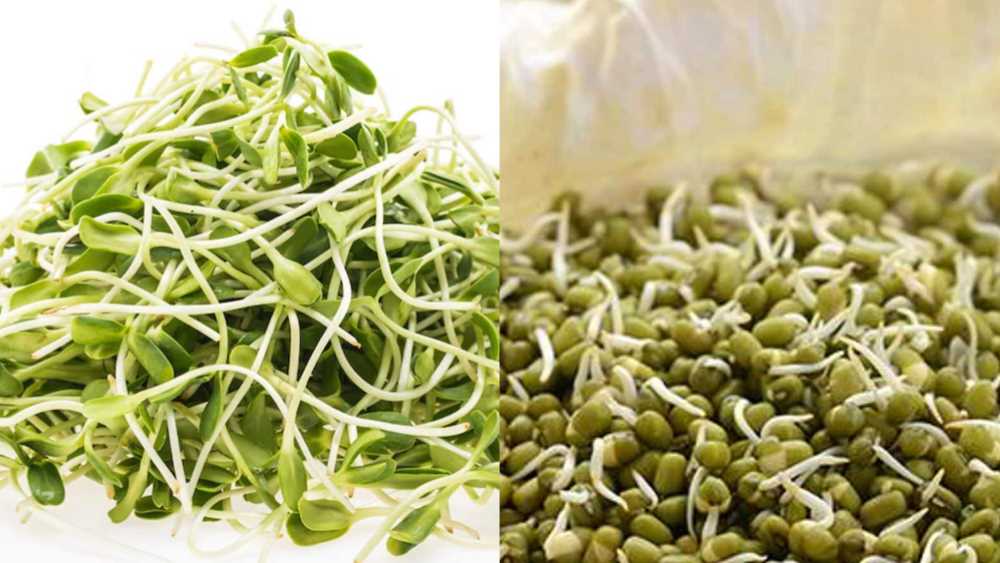 Steamed Sprouts vs. Raw Sprouts: Which is the Healthier Choice?