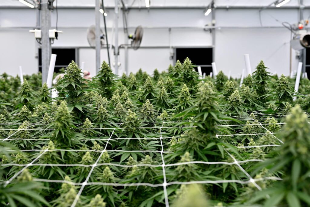 Cannabis in India From Medical Uses to Strict Regulations