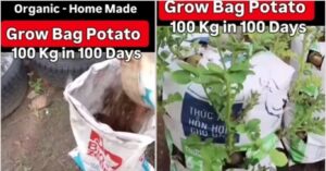 Grow Organic Potatoes at Home in Gunny Bags – Ready in Just 100 Days!