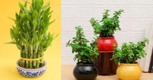 7 Lucky Plants for Gifting, According to Vastu
