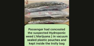Customs Officers Seize 11.322 Kgs of Hydroponic Weed Worth ₹11.322 Crores at Mumbai Airport
