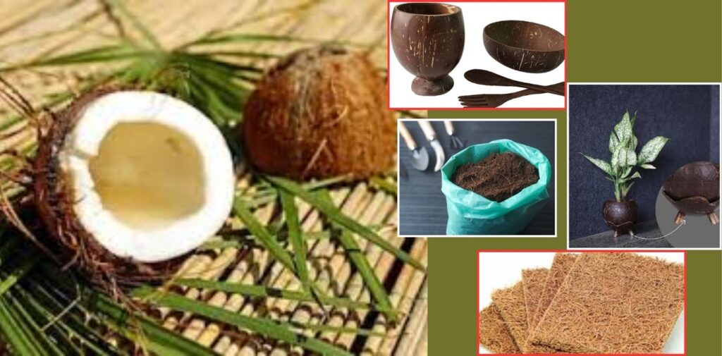 Surprising Uses and Benefits of Coconut Shells You Should Know