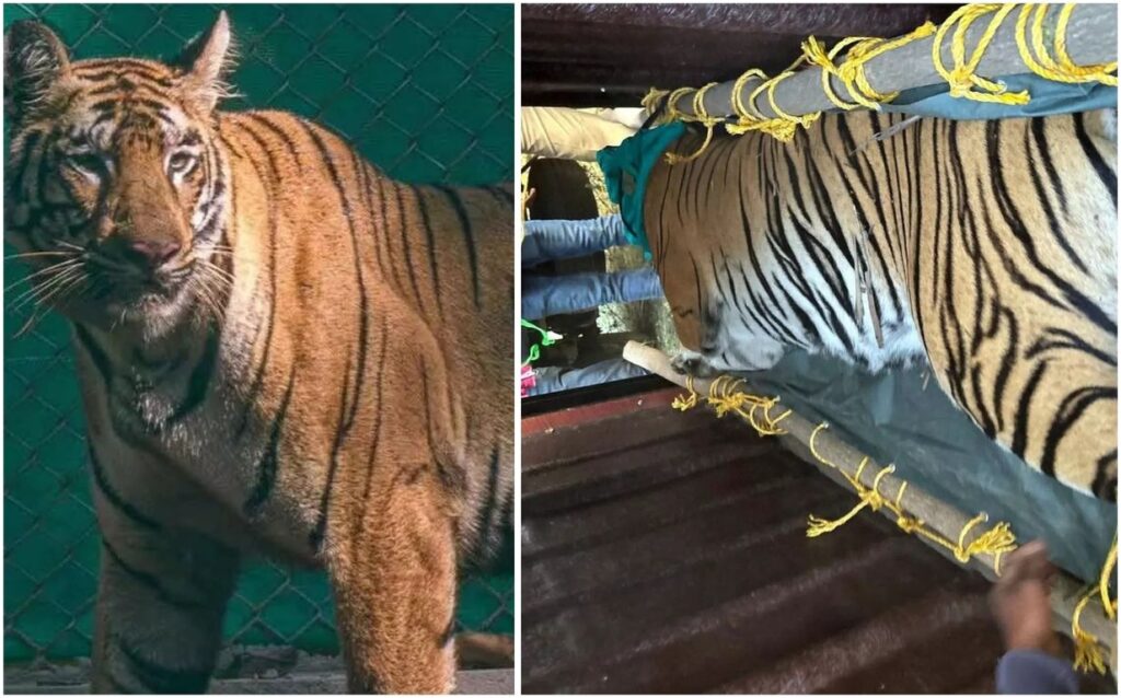 End of the Chase: Tigress Zeenat Captured After 21-Day Journey Across Three States.