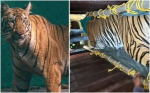 End of the Chase: Tigress Zeenat Captured After 21-Day Journey Across Three States.