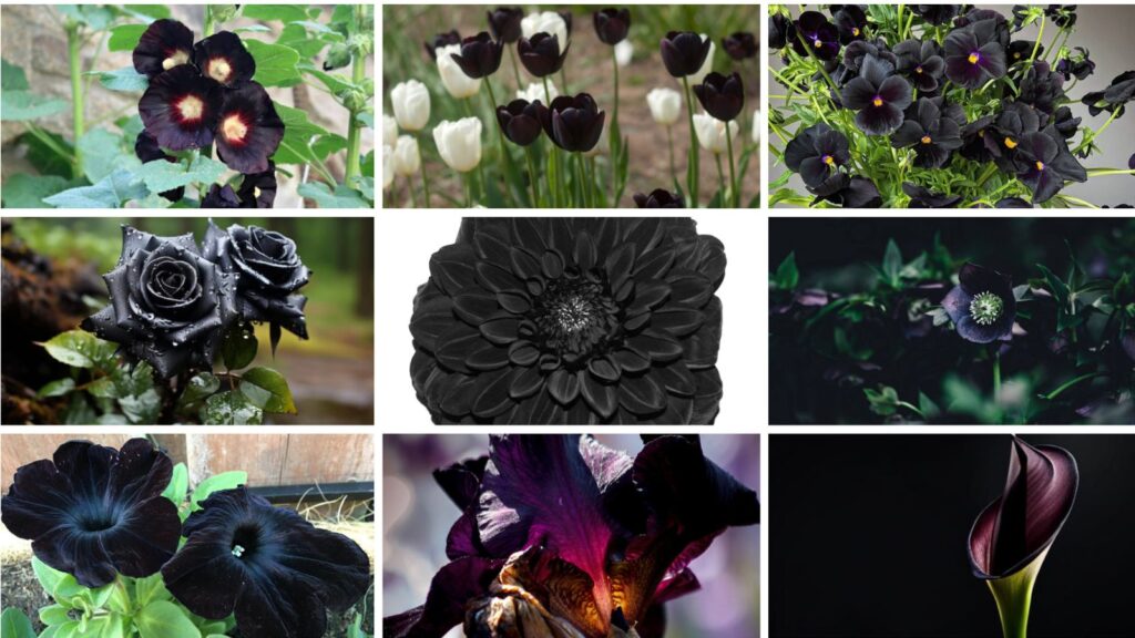 Discover 10 unique Black Flowers that bloom in the winter