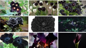 Discover 10 unique Black Flowers that bloom in the winter