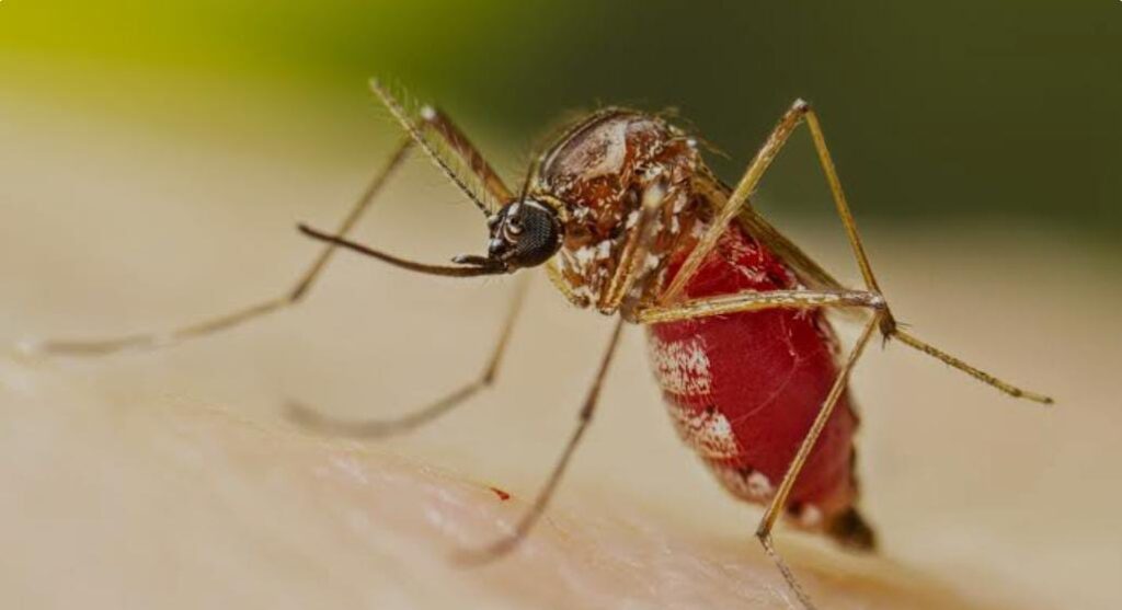 Mosquito-Borne Chikungunya May Cause Months of Joint Pain and Fatigue Â
