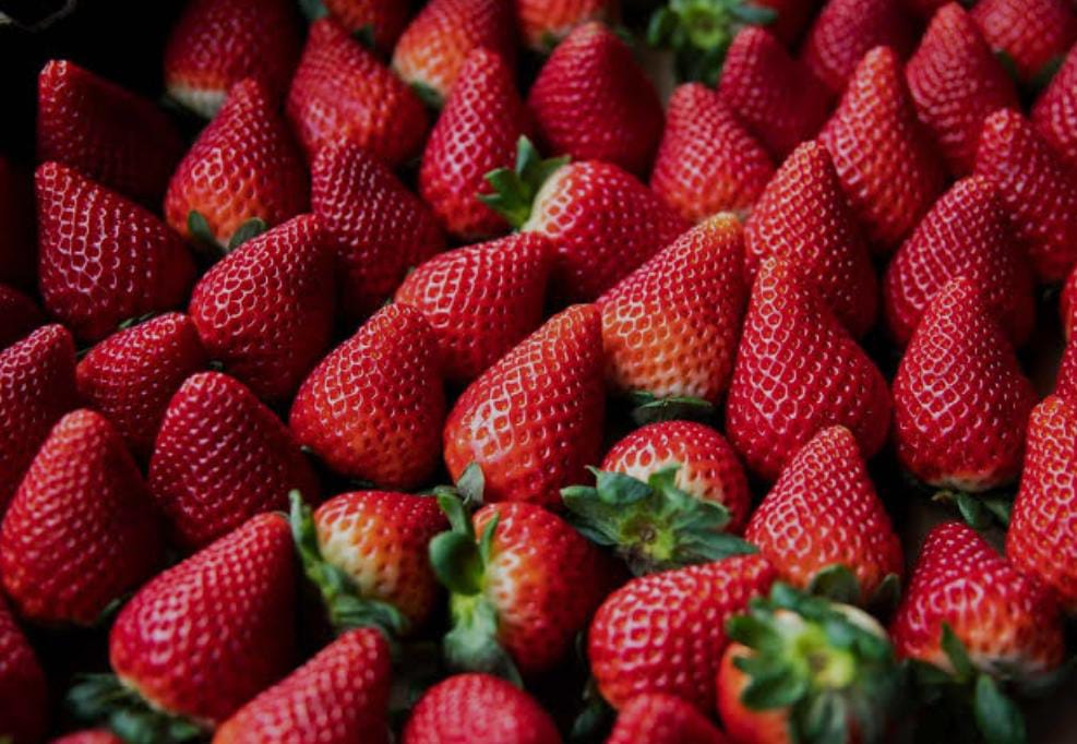 Mahabaleshwar Strawberry Farmers Reel Under Unseasonal Cold Spell
