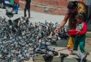 Pune Cracks Down On Pigeon Feeding, Imposes ₹500 Fine