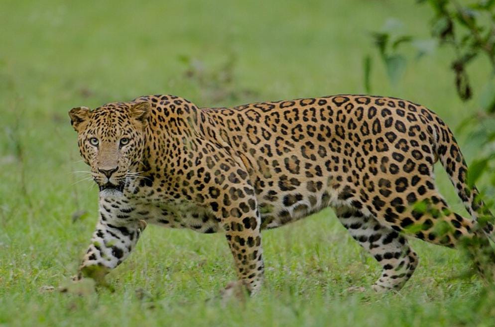 Pune: Leopard Attack Claims Life of 4-Year-Old Girl in Shirur