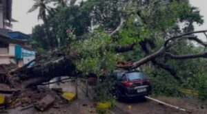 Tree Fall Incidents In Pune Hit 4-Year High