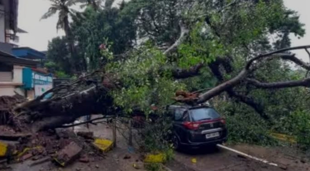 Tree Fall Incidents In Pune Hit 4-Year High