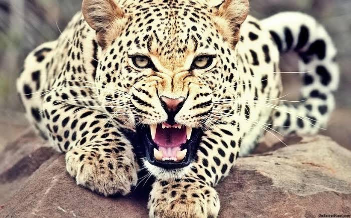 Leopard Attack Claims Farmer’s Life in Pune’s Daund Taluka