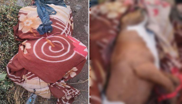 Pune: Suspicion of Murder in Hinjawadi Dispelled as Decomposed Dog Found