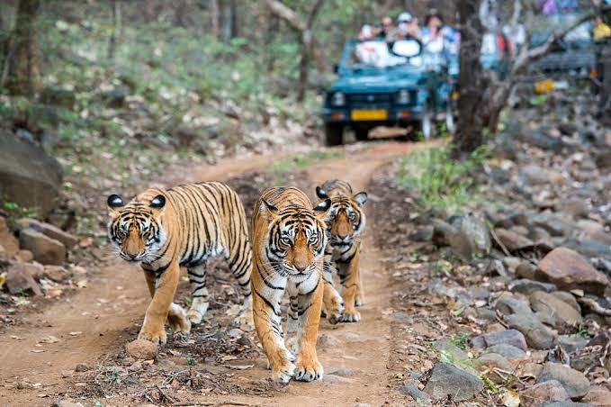 Majestic Tiger Stuns Visitors During Morning Safari at Ranthambore National Park