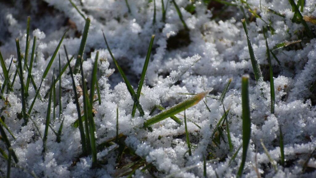 Munnar’s Cold Snap Snowfall, Freezing Temps, and Winter Adventures Await
