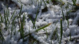 Munnar’s Cold Snap Snowfall, Freezing Temps, and Winter Adventures Await