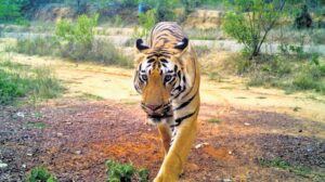 Villagers compete for selfies as a tiger roams into their villages in search of new territory