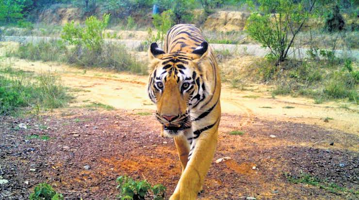 Villagers compete for selfies as a tiger roams into their villages in search of new territory