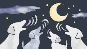 Why Do Dogs Cry at Night? Cultural Beliefs Vs Science