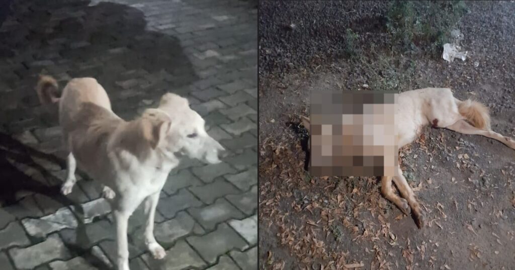 Pune: Animal Cruelty Case Reported In Tropica Society In Ravet: FIR Filed, Community Dogs Face Harassment