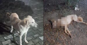 Pune: Animal Cruelty Case Reported In Tropica Society In Ravet: FIR Filed, Community Dogs Face Harassment  