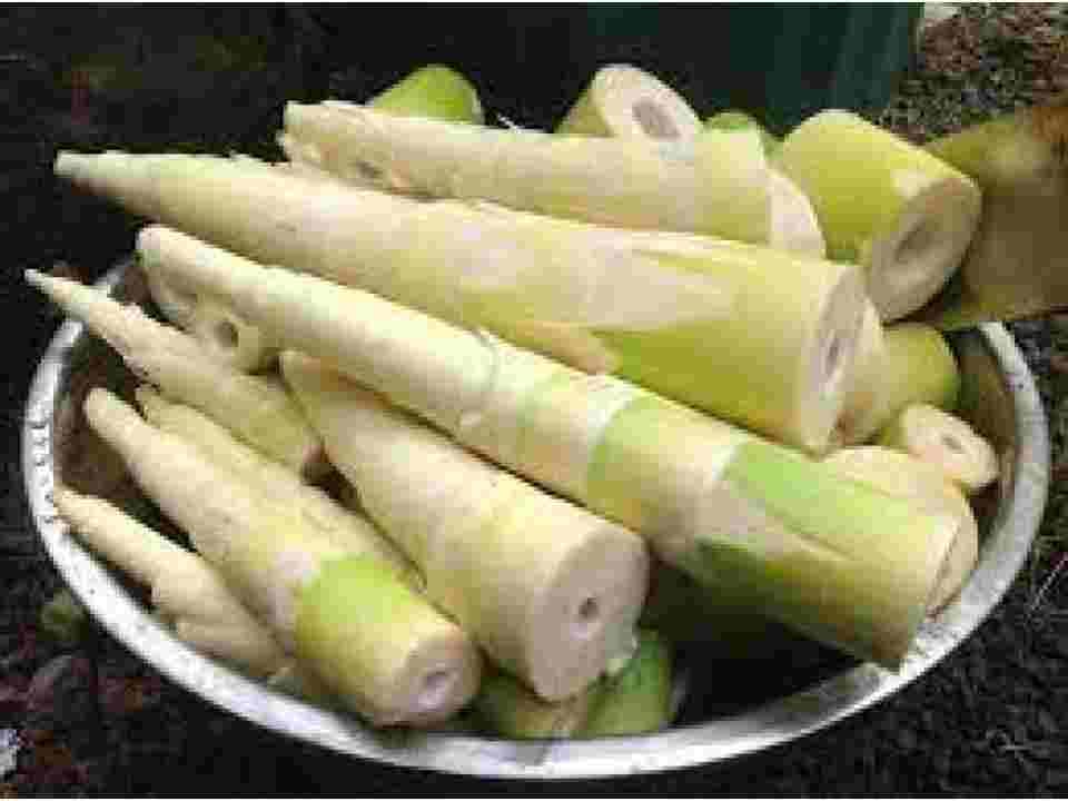 Have this and Lose Weight: Fermented Bamboo Shoots from Tripura Found to Combat Obesity