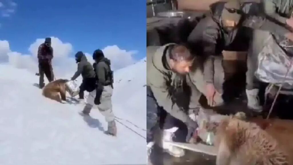 Watch Indian Army's Snowy Rescue Mission: Saving a Himalayan Brown Bear Cub