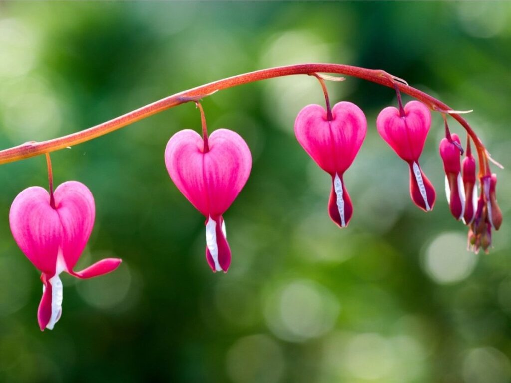 10 Most Beautiful and Elusive Flowers in the World
