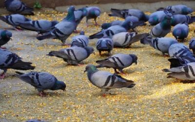 Pigeon Populations Surge by 150% in Mumbai and Pune: The Soaring Threat Imperiling Urban Health