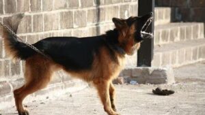 German Shepherd Attacks 12-Year-Old Boy in Ghatkopar; owner booked