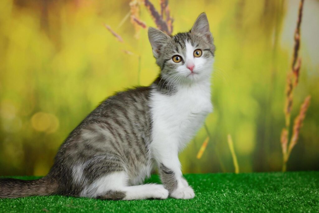 cat