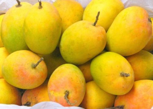 Pune: Shivneri Hapus Mango Receives Prestigious GI Tag