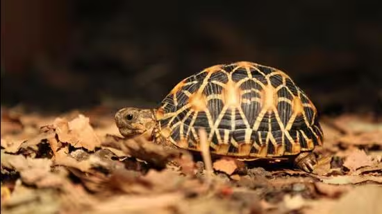 Pune Forest Department to Release 448 Turtles Back into the Wild After Successful Rehabilitation