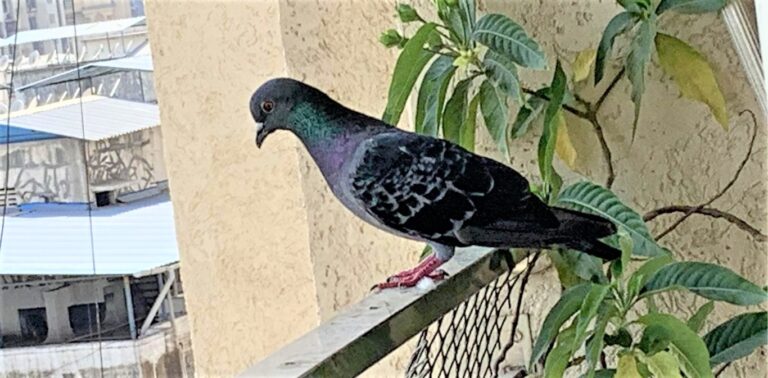 How to Keep Pigeons Away: Easy Solutions for Balconies and Roofs