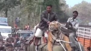 tiger
