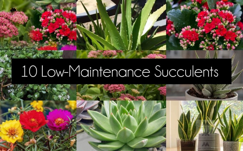 Top 10 Succulents to Brighten Your Home: Low-Maintenance Plants with Maximum Charm