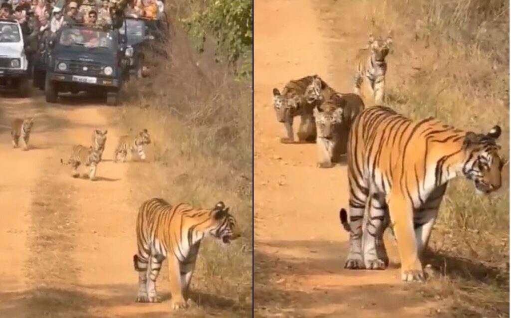 Bombay High Court Intervenes After Tourists Corner Tigress And Cubs At Umred Pauni Karhandla Sanctuary In Maharashtra