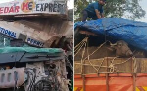 Truck Collision On Mumbai-Pune Expressway Leaves Driver, Animals Injured