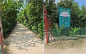 Mahakumbh 2025: Around 56,000 sq. meters of Dense Forest created in Prayagraj in two years using Miyawaki Technique