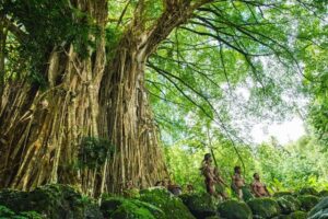 Did You Know the largest banyan tree in the world, located in India, Holds Significant Spiritual Importance