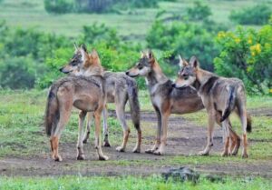 Pune Grassland Safari Celebrates One Year Of Success