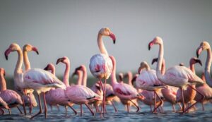 Homes for Winged Species Migratory Birdwatching Spots in India during Winters