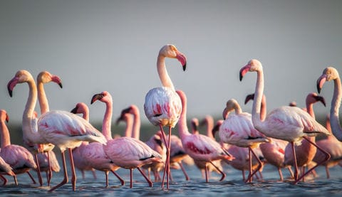 Homes for Winged Species Migratory Birdwatching Spots in India during Winters