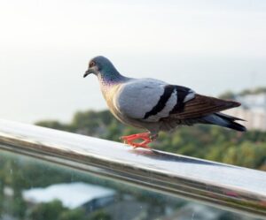 How to Get Rid of Pigeons